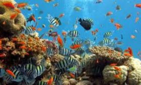 Pesona Diving di Bunaken